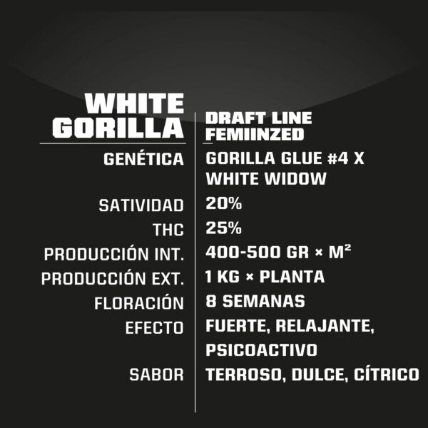 White Gorilla X12 - Bsf Seeds