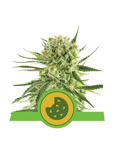 Auto Royal Cookies X10 - Royal Queen Seeds