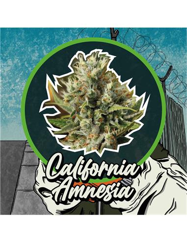 California Amnesia x1 FEM - Delirium Seeds
