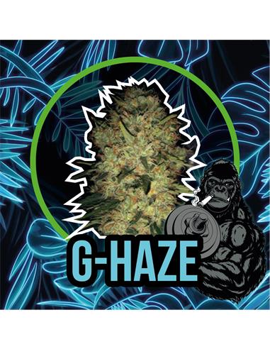 G Haze FV x7 - Delirium seeds