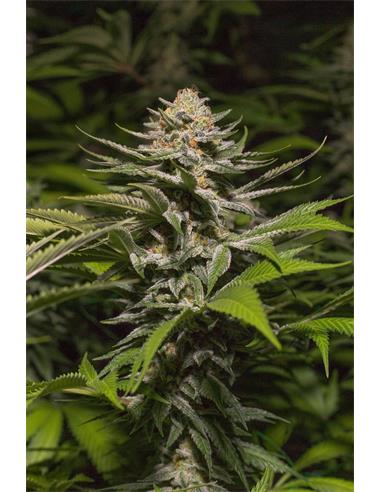 Girl Scout Cookies X3 - Spanish Passion Seeds