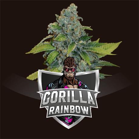Gorilla Rainbows X4 - Bsf Seeds