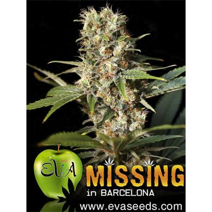 Missing In Barcelona (M.I.B) X3+1 - Eva Seeds