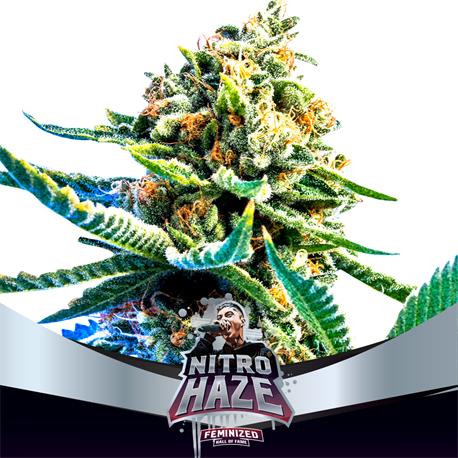 Nitro Haze X7 - Bsf Seeds