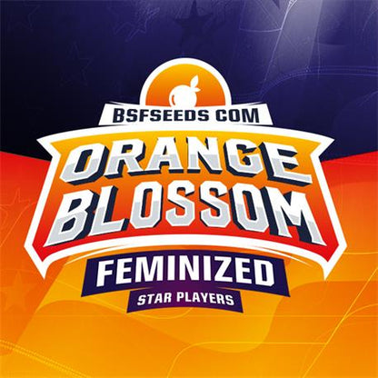 Orange Blossom X7 - BSF Seeds