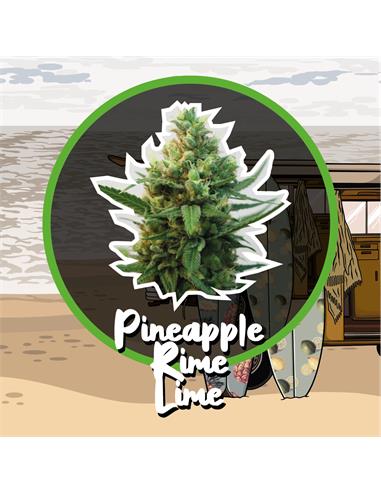 Pineapple Rime Line Auto x4 - Delirium seeds