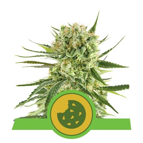 Royal Cookies Auto X3 - Royal Queen Seeds