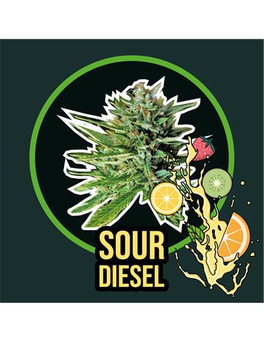 Sour Diesel FV x4 - Delirium seeds
