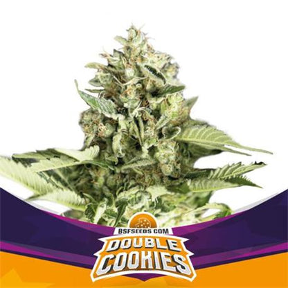 Star Player Double Cookies Auto X12 - BSF Seeds