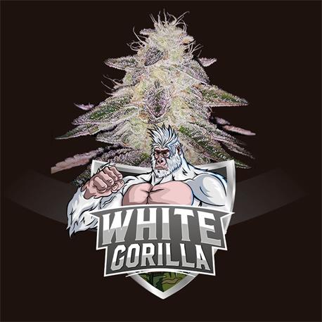 White Gorilla X12 - Bsf Seeds